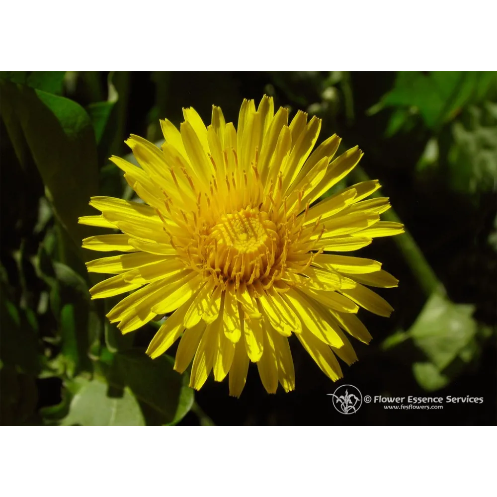 Esencia californiana única FES – Diente de león