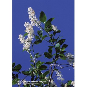 FES Californian Single Essence – Deerbrush (Ceanothus integerrimus) 7,4 ml