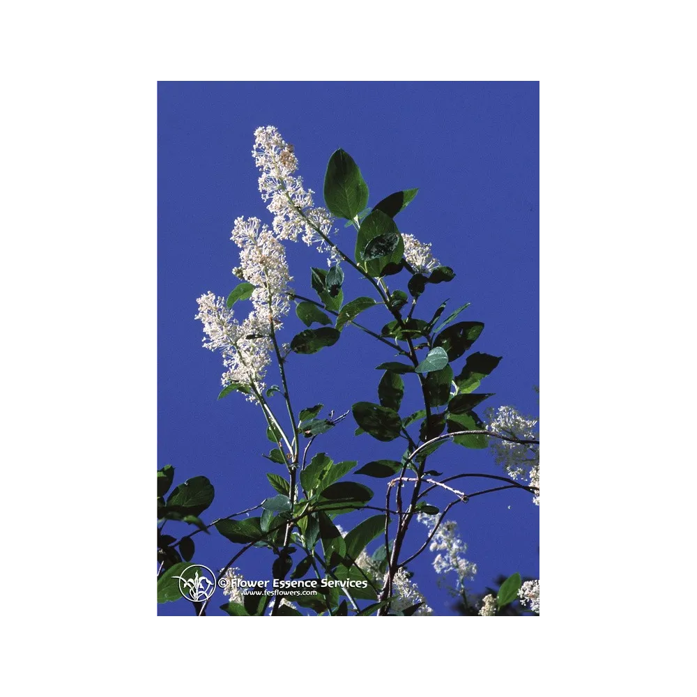 Esencia Californiana Única FES – Deerbrush