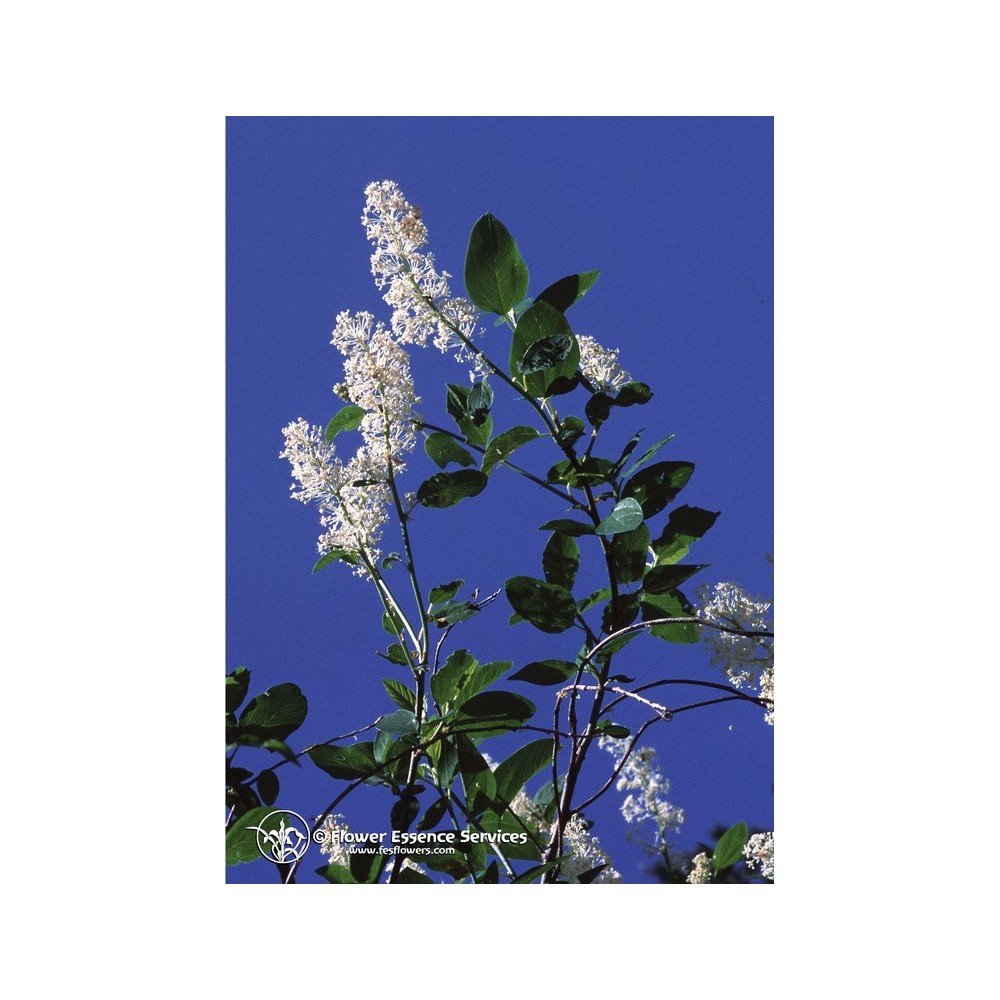 Essenza Singola Californiana FES - Deerbrush (Ceanothus integerrimus) 7,4 ml