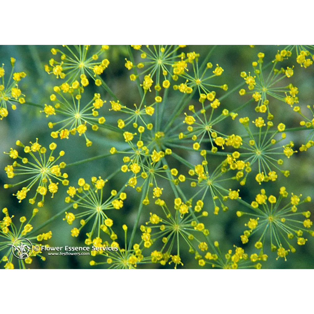 Esencia Californiana Única FES – Eneldo