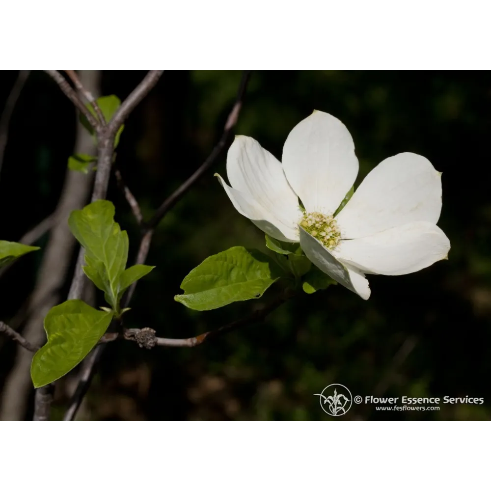 Single Californian essence FES – Dogwood