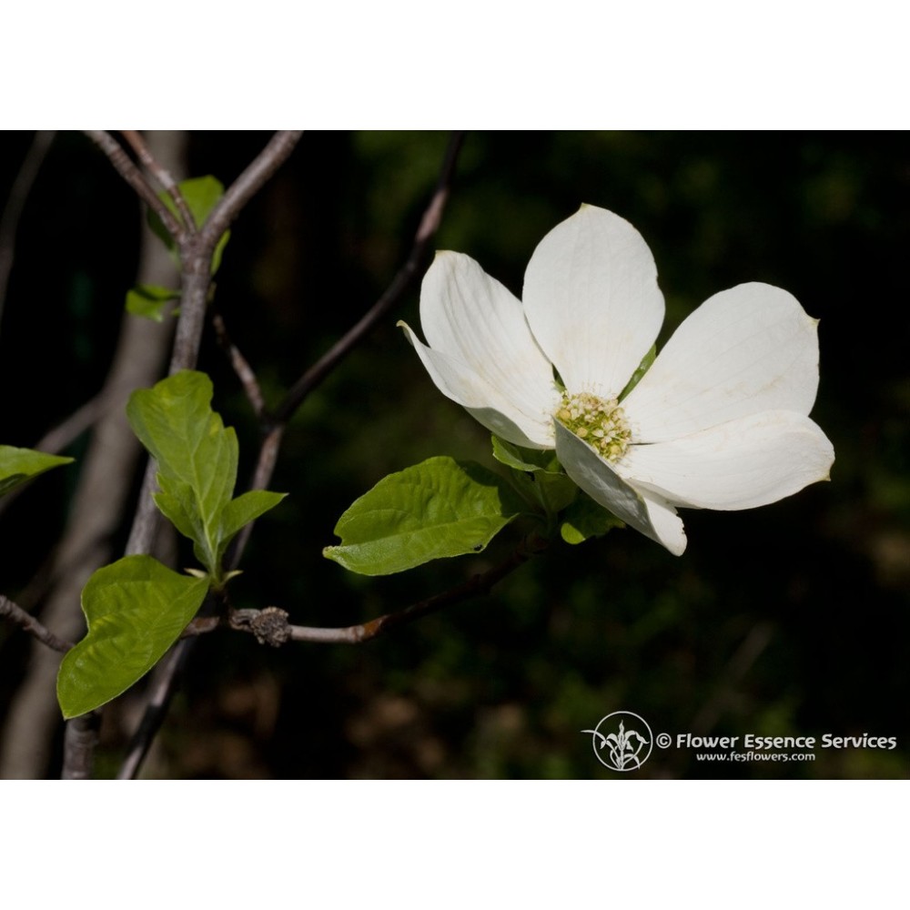 FES Californian Single Essence - Dogwood (Cornus nuttallii) 7.4 ml