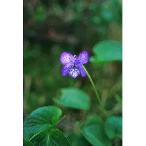 Alaska Single Essence -...