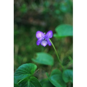 Essenza Singola dell'Alaska - Alaska Violet (Viola langsdorfii) 7,4 ml