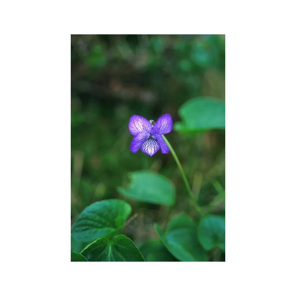 Alaska Single Essence – Alaska-Veilchen (Viola langsdorfii) 7,4 ml