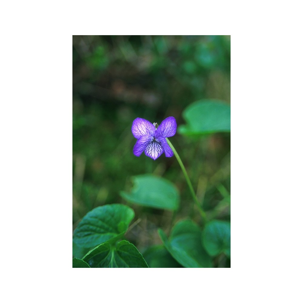 Essenza Singola dell'Alaska - Alaska Violet (Viola langsdorfii) 7,4 ml