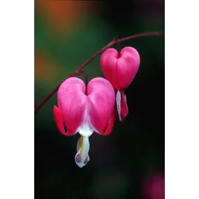 Essence simple d'Alaska -...