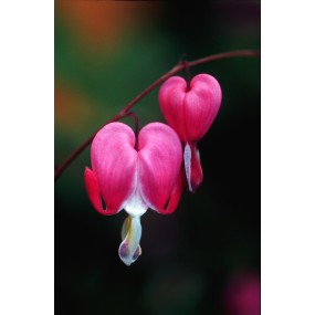 Essenza Singola dell'Alaska - Bleeding Heart (Dicentra spectibalis) 7,4 ml