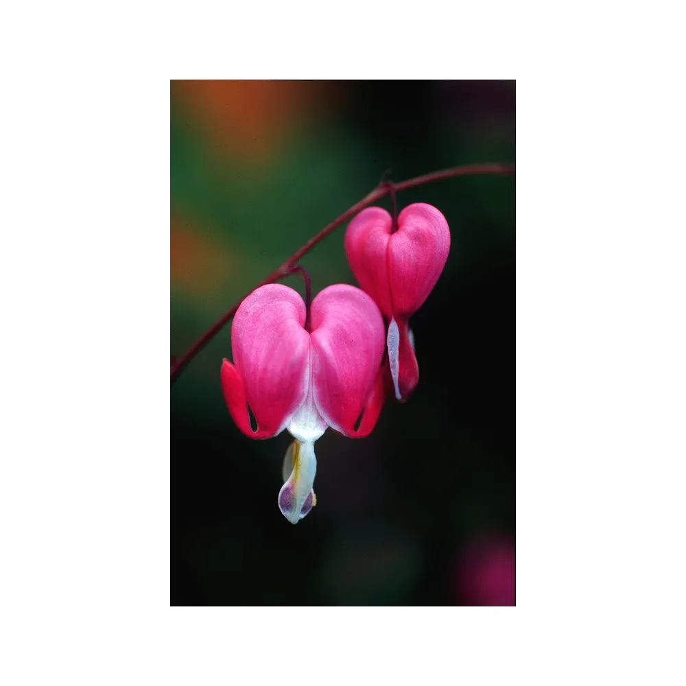 Esencia única de Alaska - Corazón sangrante (Dicentra spectibalis) 7,4 ml