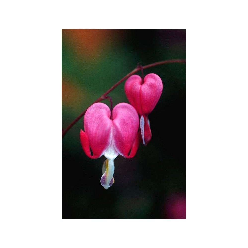 Essenza Singola dell'Alaska - Bleeding Heart (Dicentra spectibalis) 7,4 ml