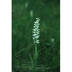 Bougie parfumée Alaska...