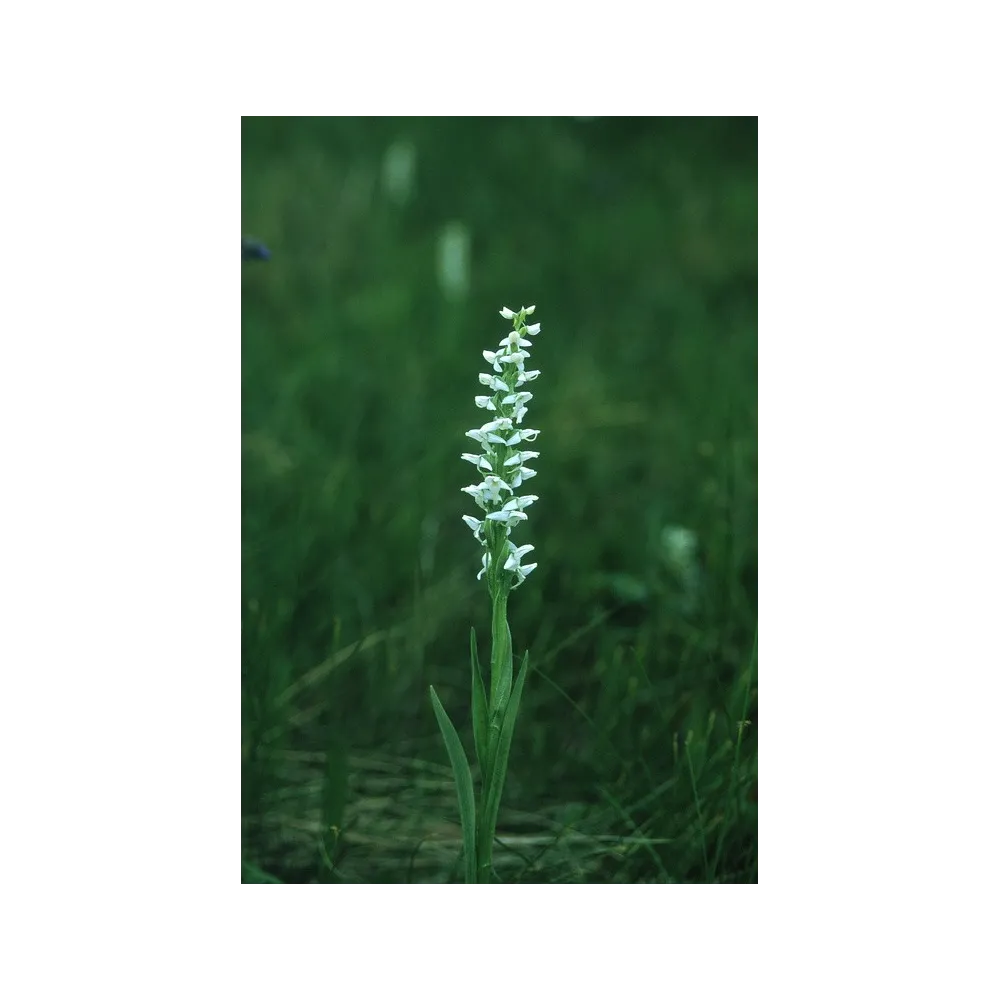 Esencia única de Alaska - Vela de pantano (Platanthera dilatata) 7,4 ml