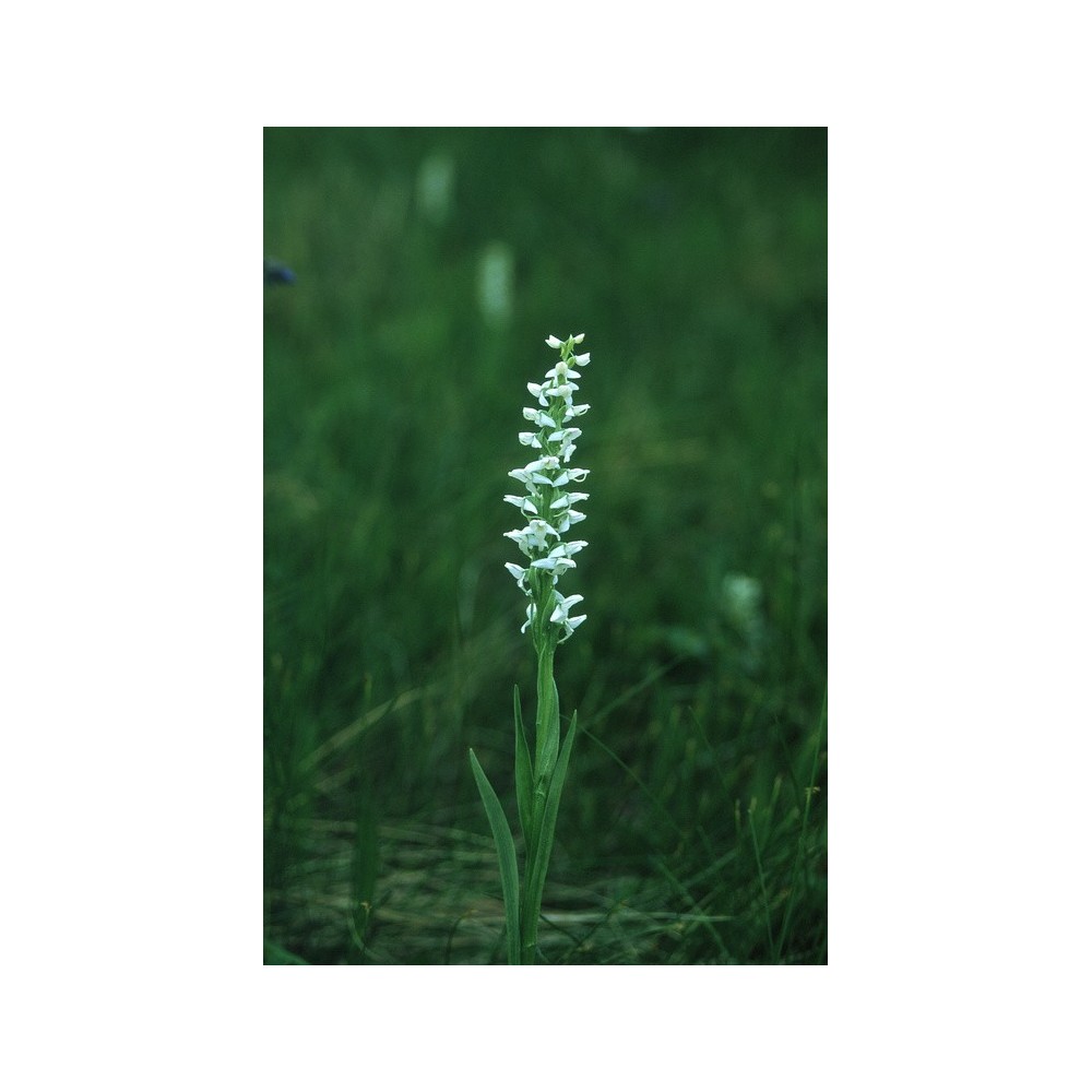 Essenza Singola dell'Alaska - Bog Candle (Platanthera dilatata) 7,4 ml