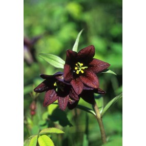 Alaska Single Essence - Chocolate Lily (Fritillary camschatcensis) 7.4 ml