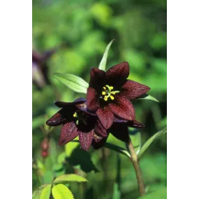 Alaska Single Essence - Chocolate Lily (Fritillary camschatcensis) 7.4 ml