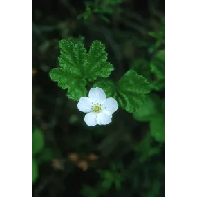 Alaska Single Essence -...