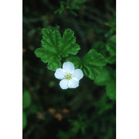 Essenza Singola dell'Alaska - Cloudberry (Rubus chamaemorus) 7,4 ml