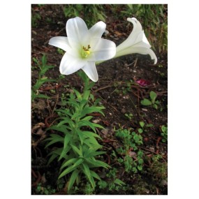 Lirio de Pascua (Lilium longiflorum) 7.4ml