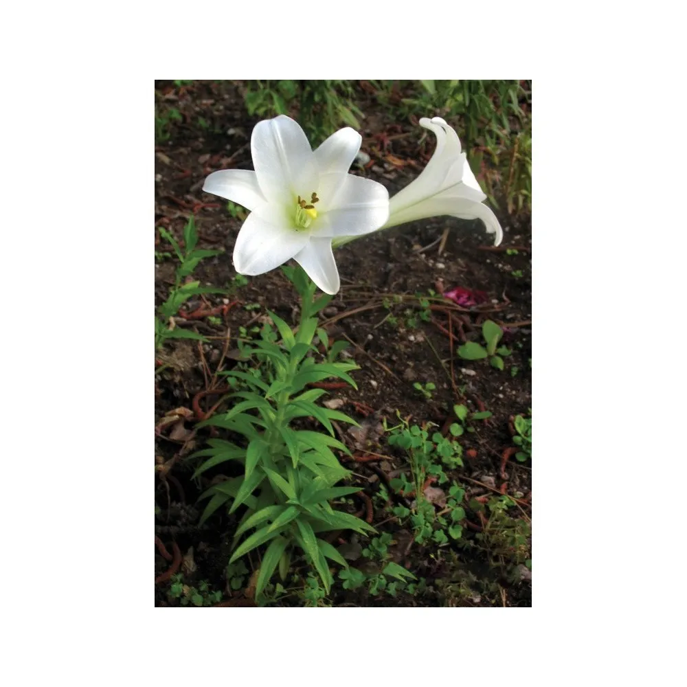 Lirio de Pascua (Lilium longiflorum) 7.4ml