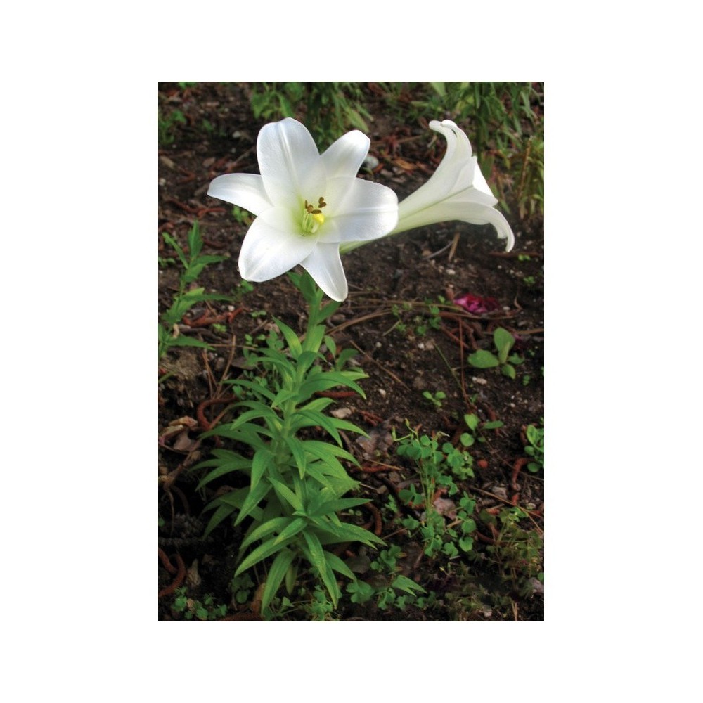 Easter Lily (Lilium longiflorum) 7,4 ml