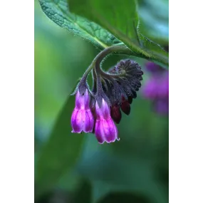 Essence simple Alaska -...