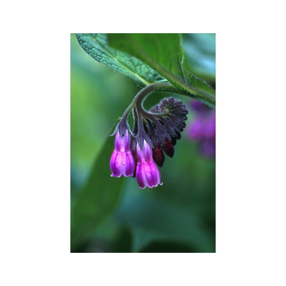 Alaska Single Essence - Comfrey (Symphytum officinale) 7.4 ml