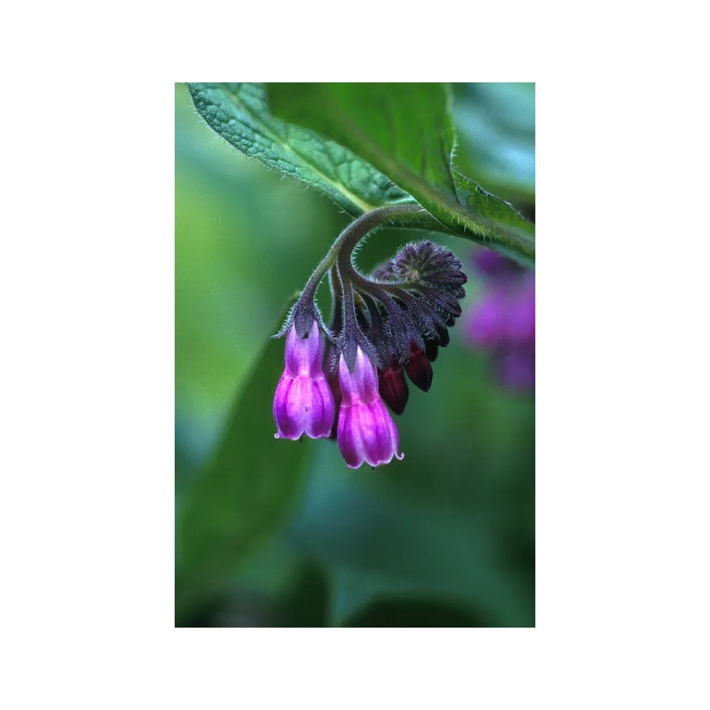 Alaska Single Essence - Comfrey (Symphytum officinale) 7.4 ml