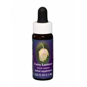 Lanterne Féerique (Calochortus albus) 7.4ml