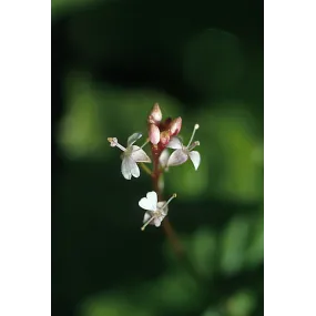 Essence simple Alaska -...