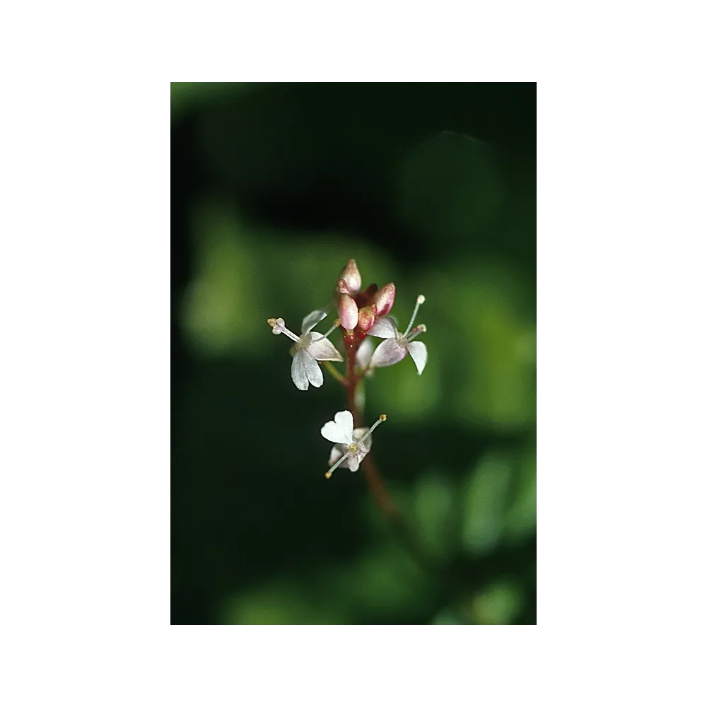 Essence simple Alaska - Morelle des Alpes (Circaea alpina) 7,4 ml