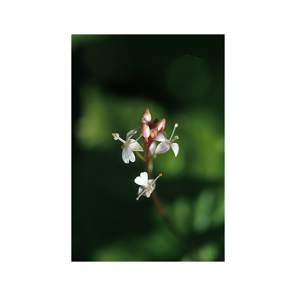 Essenza Singola dell'Alaska - Enchanter's Nightshade (Circaea alpina) 7,4 ml