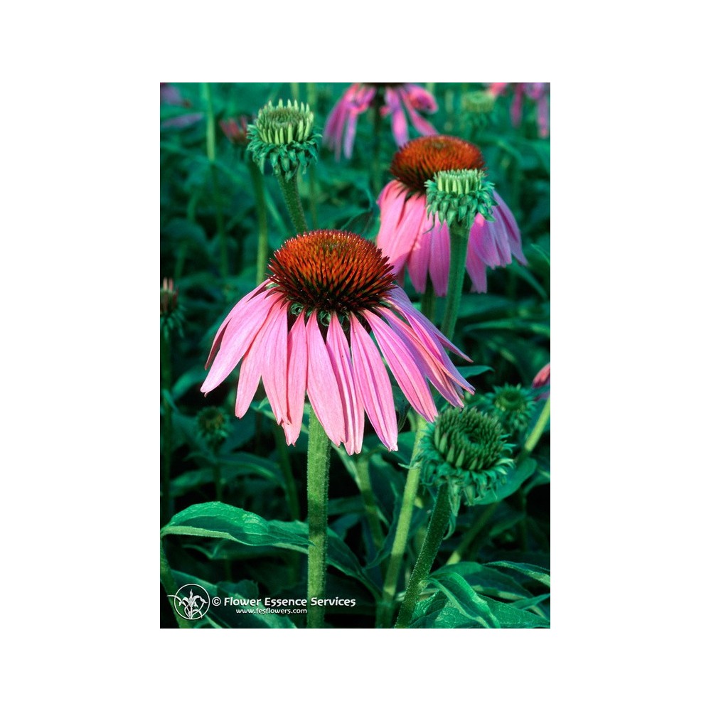 Essenza Singola Californiana FES - Echinacea (Echinacea purpurea) 7,4 ml