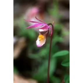 Esencia única de Alaska -...