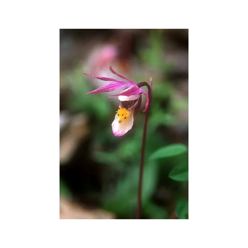 Esencia única de Alaska - Zapatilla de hada (Calypso bulbosa) 7,4 ml