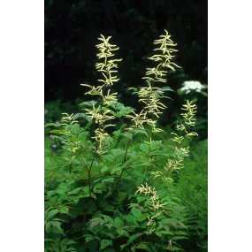 Alaska Single Essence -...