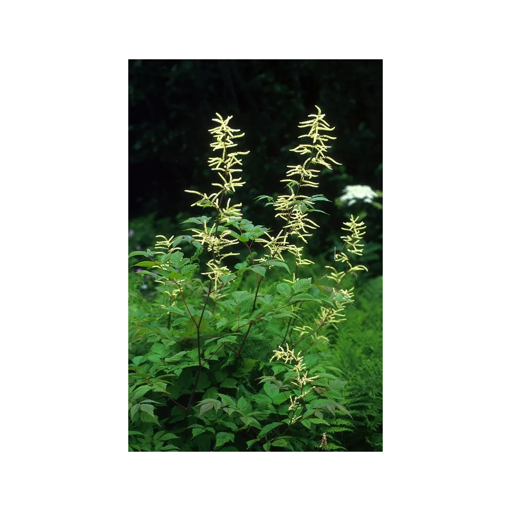 Alaska Single Essence - Barbe de chèvre (Aruncus sylvester) 7,4 ml