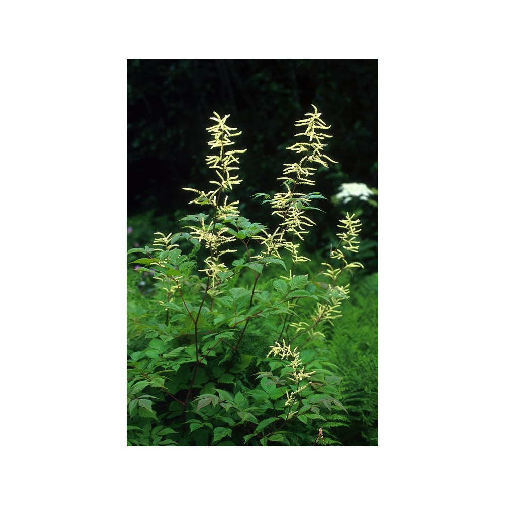 Alaska Single Essence - Goatsbeard (Aruncus sylvester) 7.4 ml