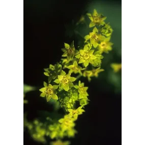 Essence simple Alaska -...