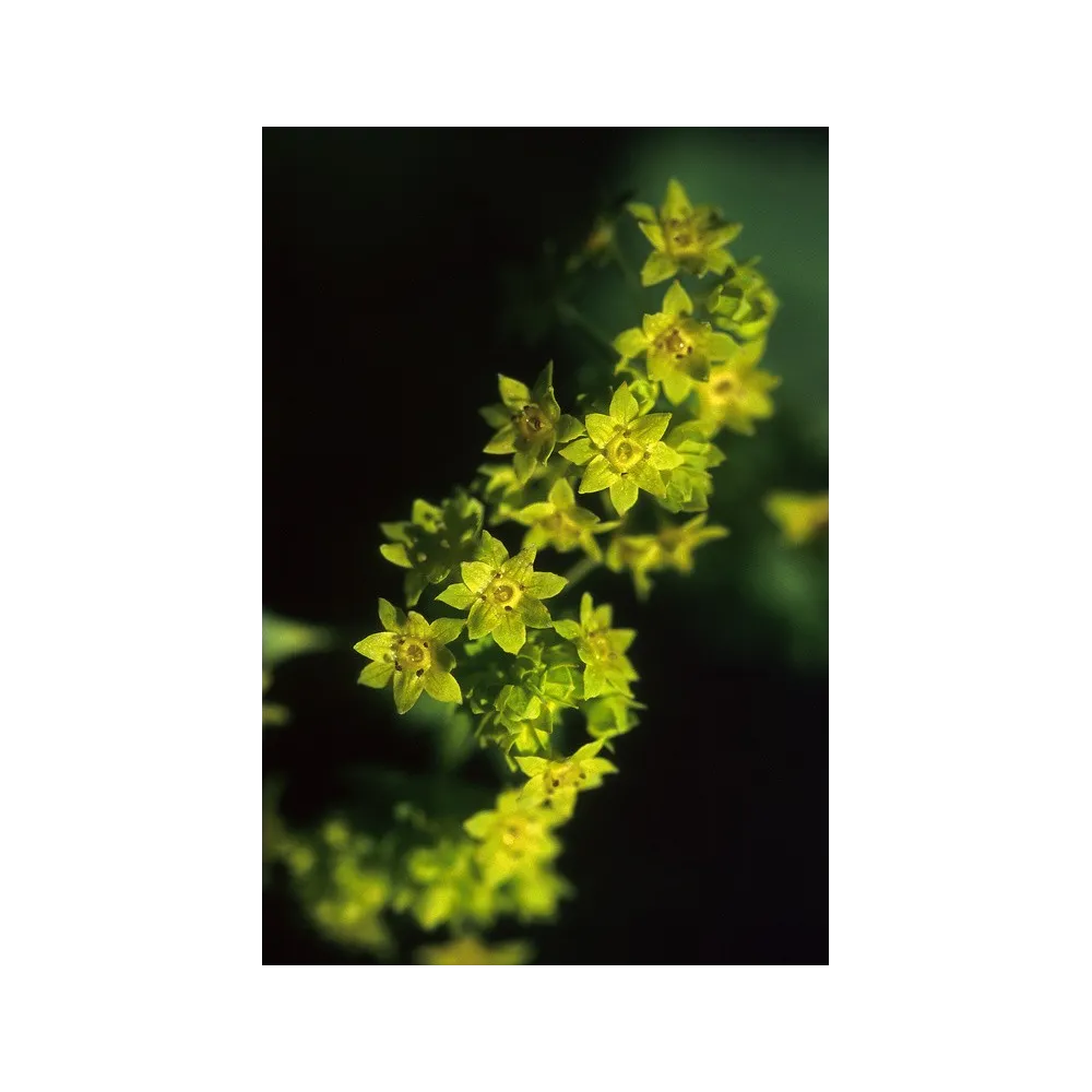 Esencia única de Alaska - Alchemilla vulgaris (7,4 ml)