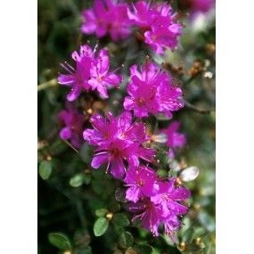 Alaska Single Essence - Lapland Rosebay (Rhododendron lapponicum) 7.4 ml