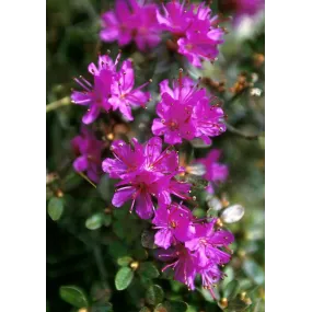 Essence simple Alaska -...