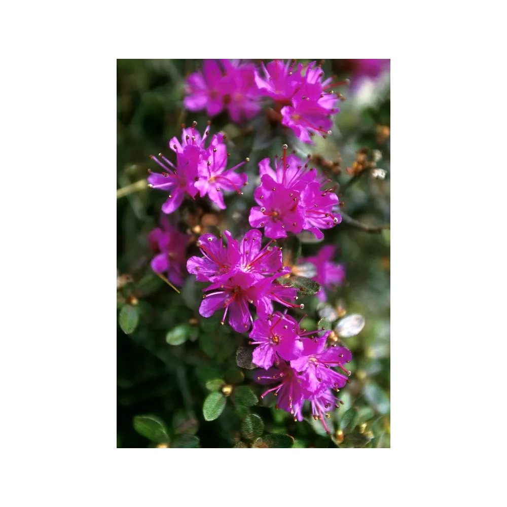 Esencia única de Alaska - Adelfa de Laponia (Rhododendron lapponicum) 7,4 ml