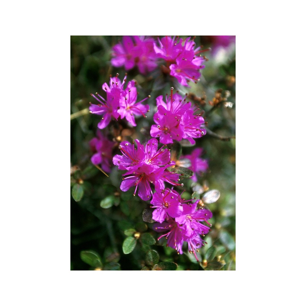 Essenza Singola dell'Alaska - Lapland Rosebay (Rhododendron lapponicum) 7,4 ml