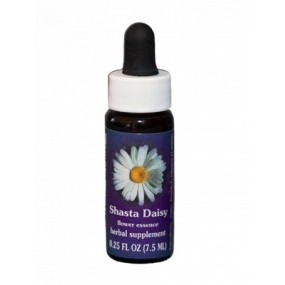 Shasta Daisy (Chrysanthemum maximum) 7,4 ml