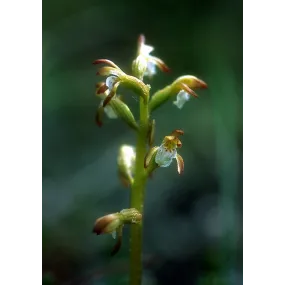 Essence simple d'Alaska -...