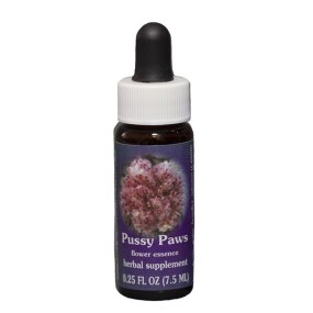 Pussy Paws (Calyptridium umbellatum) 7,4 ml