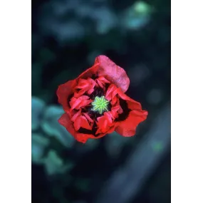 Alaska Single Essence - Red...