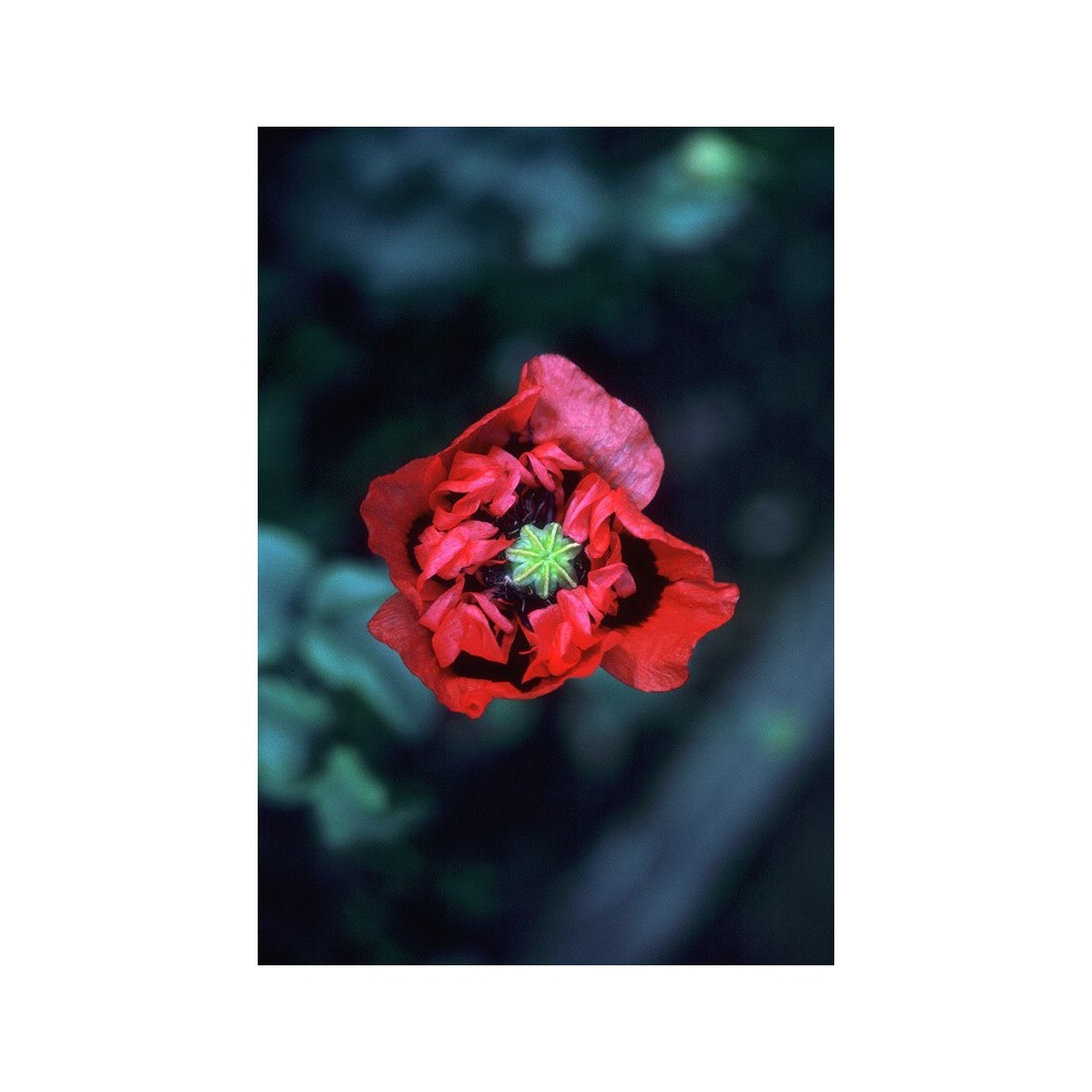 Alaska Single Essence - Red Purple Poppy (Papaver somniferum) 7.4 ml