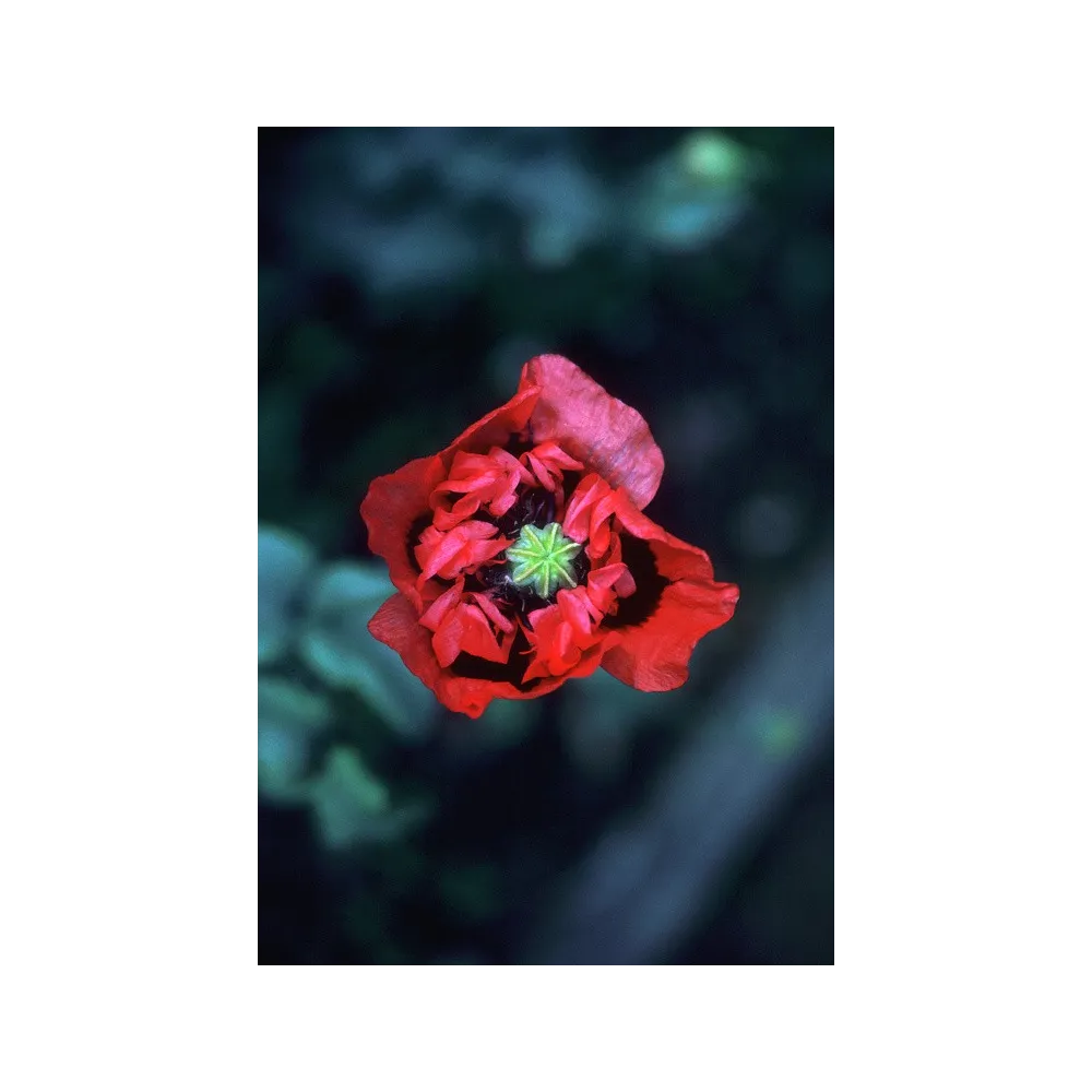 Alaska Single Essence - Red Purple Poppy (Papaver somniferum) 7.4 ml